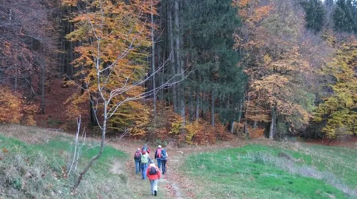 Wandergruppe geht durch herbstlichen Wald mit buntem Laub; Pfad schlängelt sich durch orangefarbene Bäume. | © DAV Markt Schwaben | Foto Erwin Matzinger