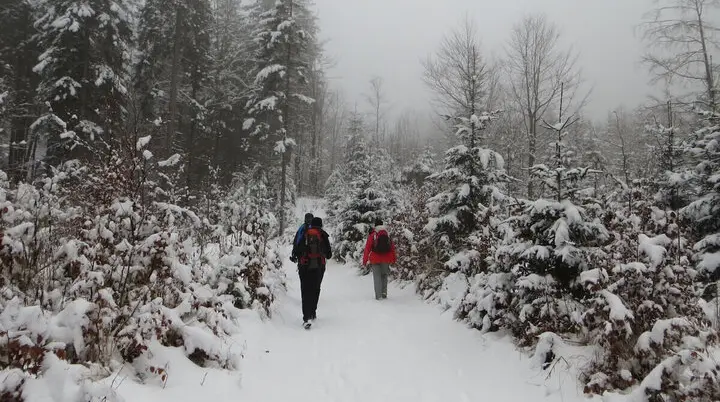 Zwei Personen mit Rucksäcken wandern auf einem schneebedeckten Waldweg; Bäume und Büsche im Hintergrund. | © DAV Markt Schwaben | Foto Gerlinde Hübl