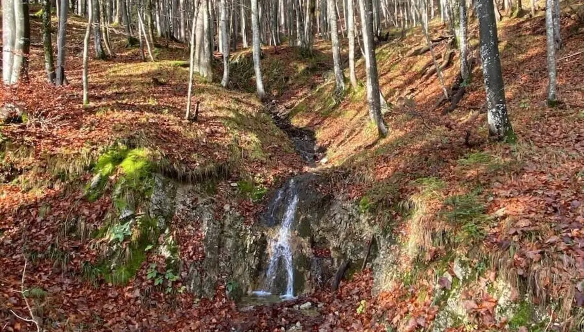 Kleiner Wasserfall fließt über moosige Steine im Laubwald; orangefarbene Blätter bedecken den Boden. | © DAV Markt Schwaben | Foto Markus Sellmeier