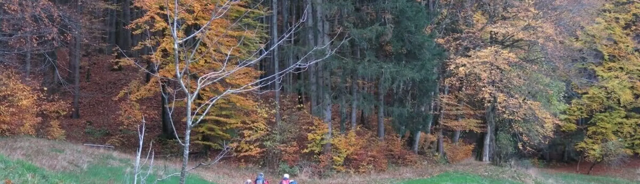 Wandergruppe geht durch herbstlichen Wald mit buntem Laub; Pfad schlängelt sich durch orangefarbene Bäume. | © DAV Markt Schwaben | Foto Erwin Matzinger