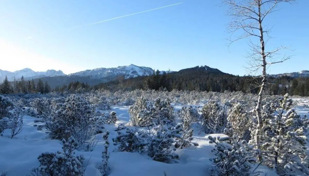Verschneite Sträucher und vereinzelte Bäume prägen die Almfläche; dahinter liegen Wald und schneebedeckte Berggipfel. | © DAV Markt Schwaben / Gerlinde Hübl