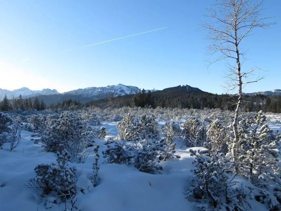 Verschneite Sträucher und vereinzelte Bäume prägen die Almfläche; dahinter liegen Wald und schneebedeckte Berggipfel. | © DAV Markt Schwaben / Gerlinde Hübl