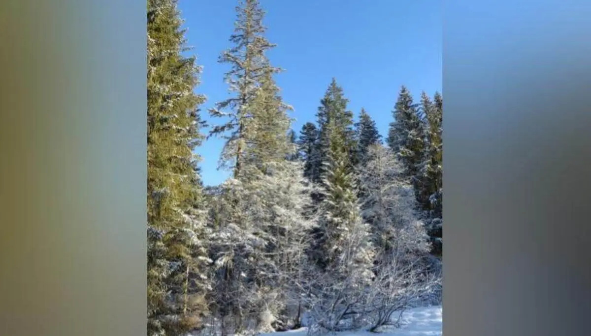 Schneebedeckte Nadelbäume und Sträucher stehen am Waldrand; die Wintersonne beleuchtet die gefrorene Landschaft. | © DAV Markt Schwaben / Gerlinde Hübl