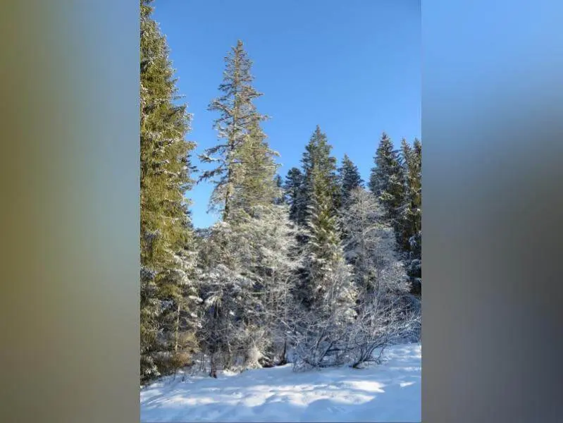 Schneebedeckte Nadelbäume und Sträucher stehen am Waldrand; die Wintersonne beleuchtet die gefrorene Landschaft. | © DAV Markt Schwaben / Gerlinde Hübl