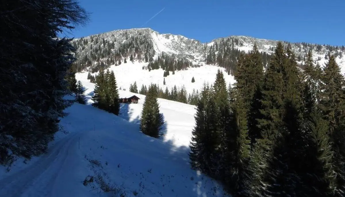 in schmaler, verschneiter Weg führt durch Nadelwald zu einer Almhütte; darüber ragt ein schneebedeckter Berghang auf. | © DAV Markt Schwaben / Gerlinde Hübl
