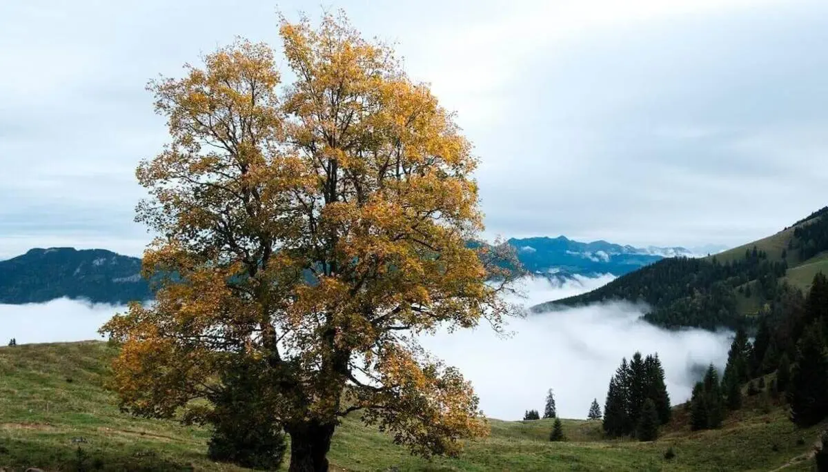 Großer Baum mit gelbgrünen Blättern auf Hangwiese, dahinter nebelverhangene Bergketten unter grauem Himmel. | © DAV Markt Schwaben/Bernhard Zech