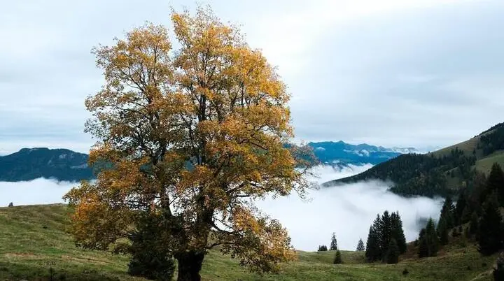 Großer Baum mit gelbgrünen Blättern auf Hangwiese, dahinter nebelverhangene Bergketten unter grauem Himmel. | © DAV Markt Schwaben/Bernhard Zech