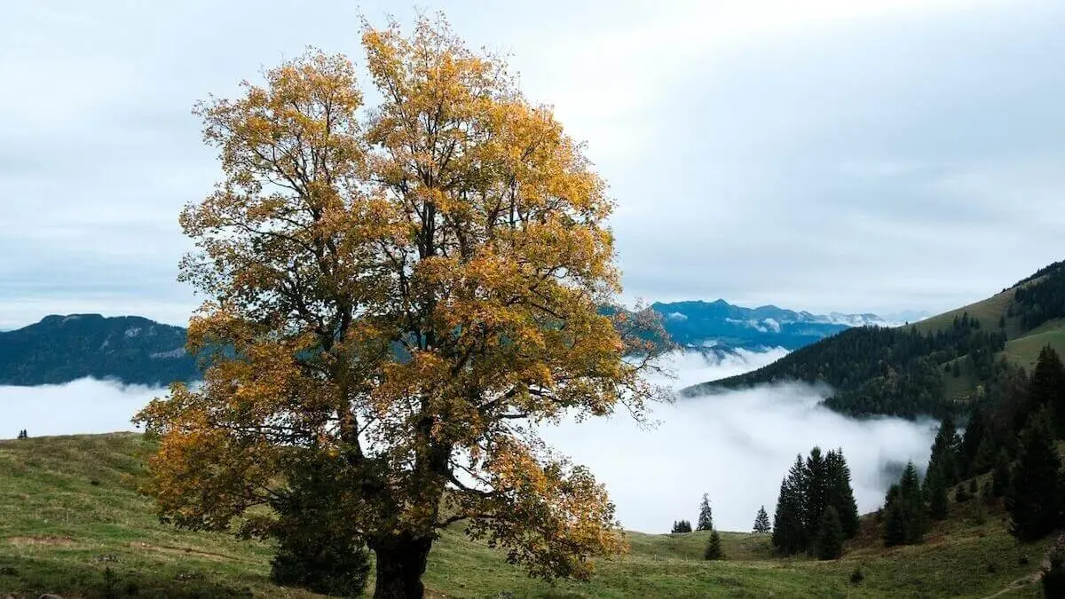 Großer Baum mit gelbgrünen Blättern auf Hangwiese, dahinter nebelverhangene Bergketten unter grauem Himmel. | © DAV Markt Schwaben/Bernhard Zech