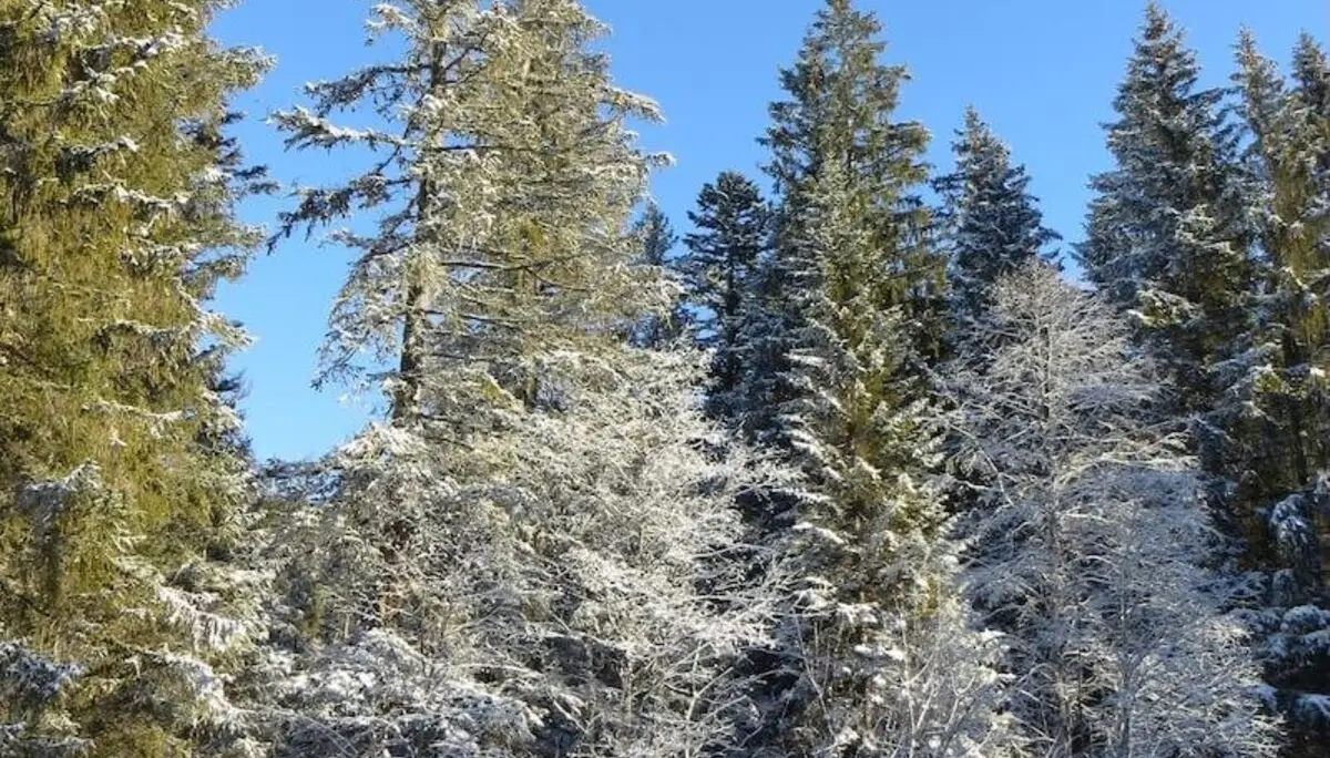 SPIRI Wanderung November 2023 | © DAV Markt Schwaben | Foto Gerlinde Hübl