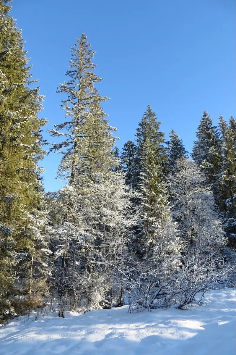 SPIRI Wanderung November 2023 | © DAV Markt Schwaben | Foto Gerlinde Hübl