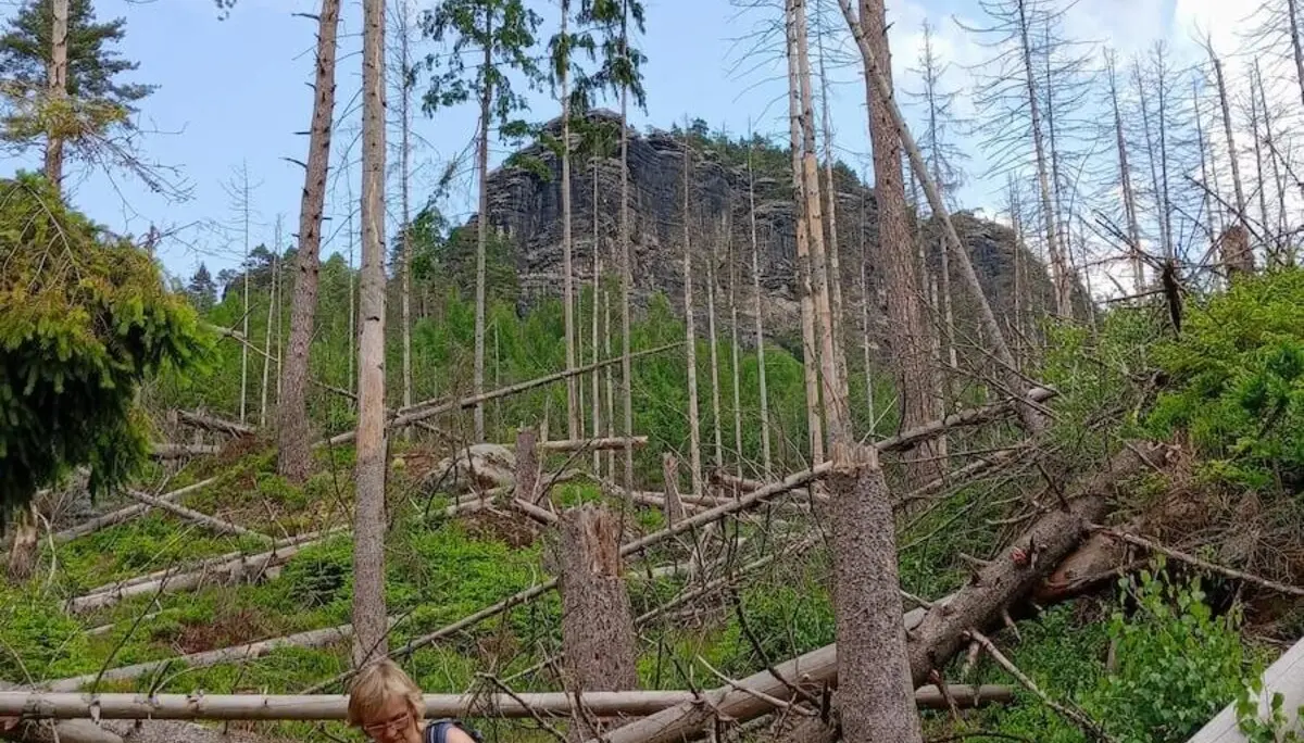 Bergwandern Elbsandstein 2023 Juni | © Sabine Hainz