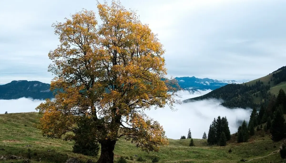 Jahreszeitwanderung Herbst 2023 Oktober | © DAV Markt Schwaben | Foto Bernhard Zech