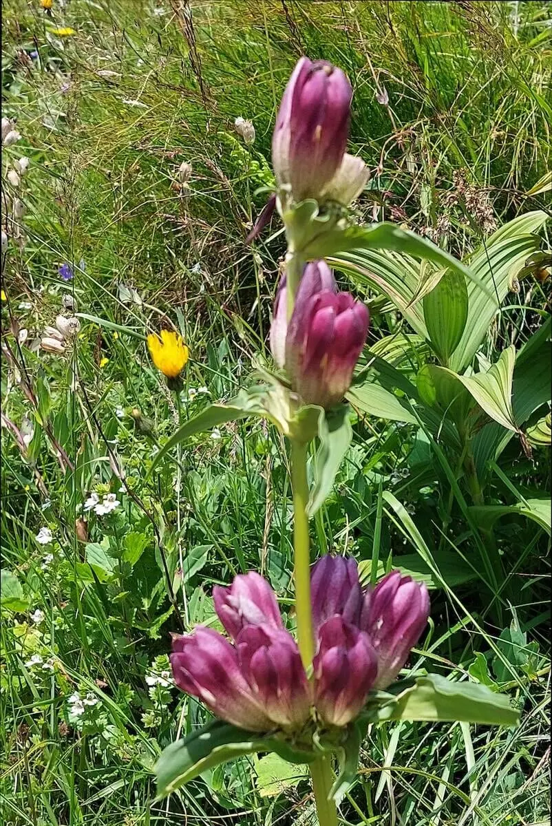 Bergtour in der Steiermark im Hochschwabgebirge - Juli 2024 | © DAV Markt Schwaben | Foto Lutz Gründel