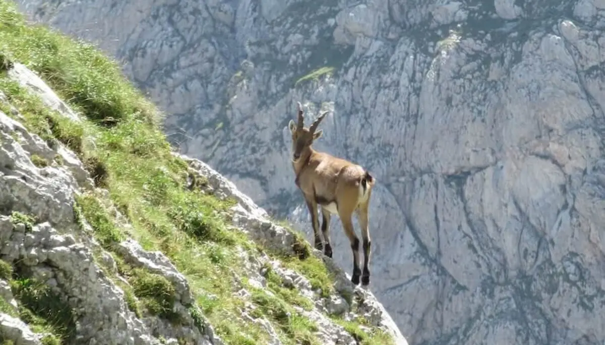 Bergtour in der Steiermark im Hochschwabgebirge - Juli 2024 | © DAV Markt Schwaben | Foto Michael Huber