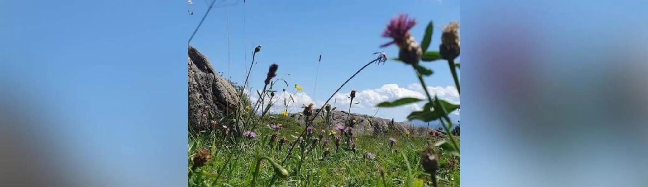 Nahaufnahme einer Bergwiese mit grünen Gräsern, violetten und gelben Blumen sowie Felsen im Hintergrund unter blauem Himmel. | © DAV Markt Schwaben/Anna Maria Blau