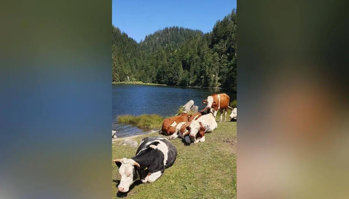 Mehrere Kühe liegen und grasen am Ufer eines klaren Bergsees, umgeben von dichtem Nadelwald und sanften Hügeln unter blauem Himmel. | © DAV Markt Schwaben/Anna Maria Blau