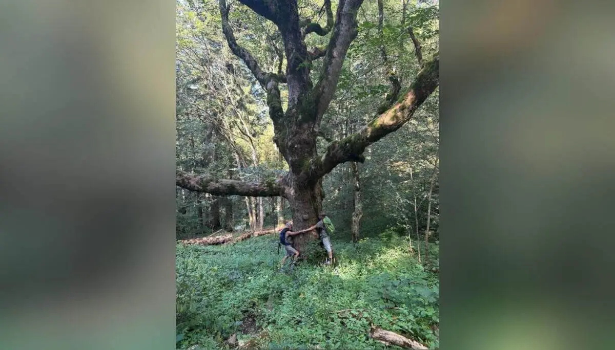 Zwei Wandernde stehen an einem moosbewachsenen Baumriesen und umfassen seinen breiten Stamm; dichter Wald und Sonnenlicht umgeben die Szene. | © DAV Markt Schwaben/Elke Kressirer