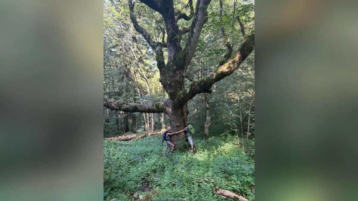 Zwei Wandernde stehen an einem moosbewachsenen Baumriesen und umfassen seinen breiten Stamm; dichter Wald und Sonnenlicht umgeben die Szene. | © DAV Markt Schwaben/Elke Kressirer
