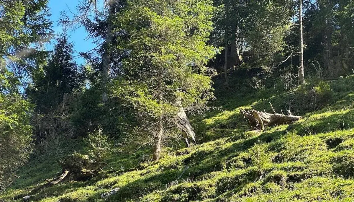 Grüner, sonnenbeschienener Waldhang mit dichtem Nadelwald, Moos und Grasflächen; gefallene Stämme und Baumstümpfe liegen zwischen den Bäumen. | © DAV Markt Schwaben/Elke Kressirer