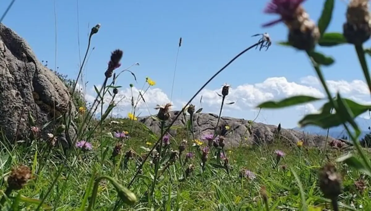 Jahreszeitenwanderung Sommer Taubensee 2024 August | © DAV Markt Schwaben | Foto Anna Maria Blau
