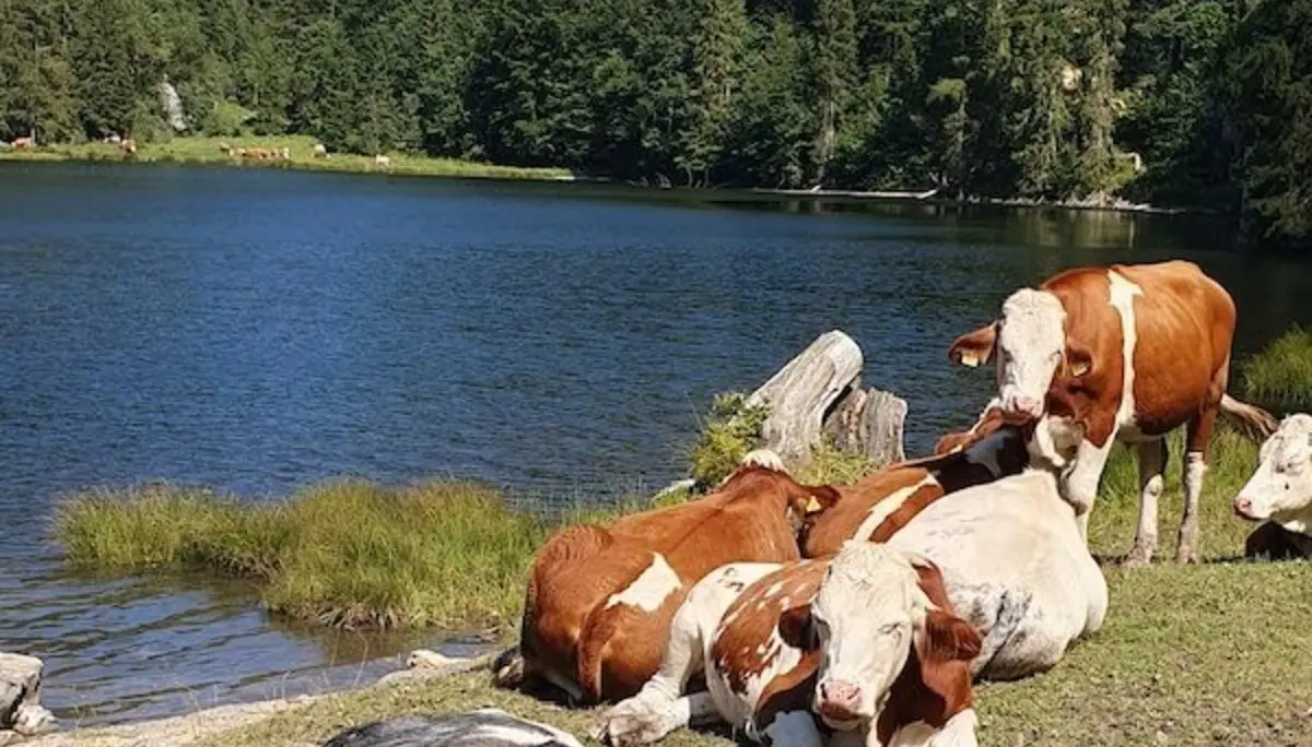 Jahreszeitenwanderung Sommer Taubensee 2024 August | © DAV Markt Schwaben | Foto Anna Maria Blau