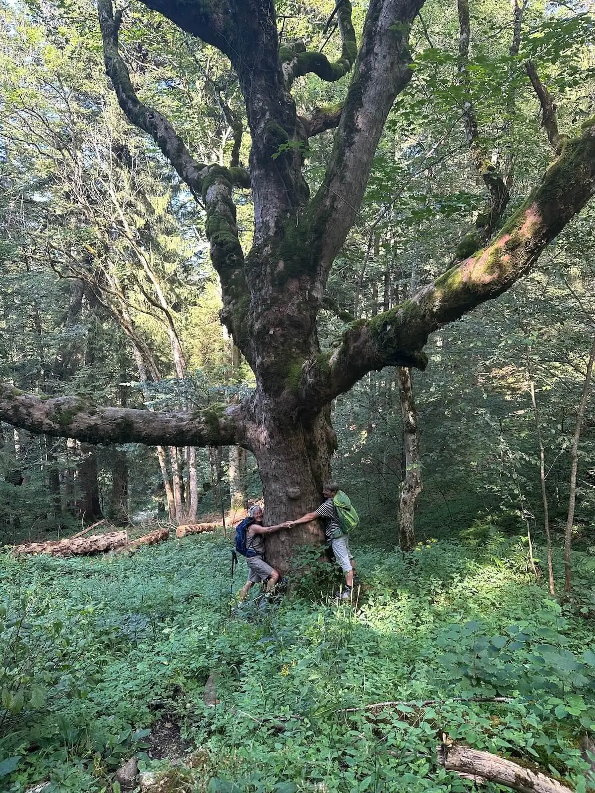 Jahreszeitenwanderung Sommer Taubensee 2024 August | © DAV Markt Schwaben | Foto Elke Kressirer