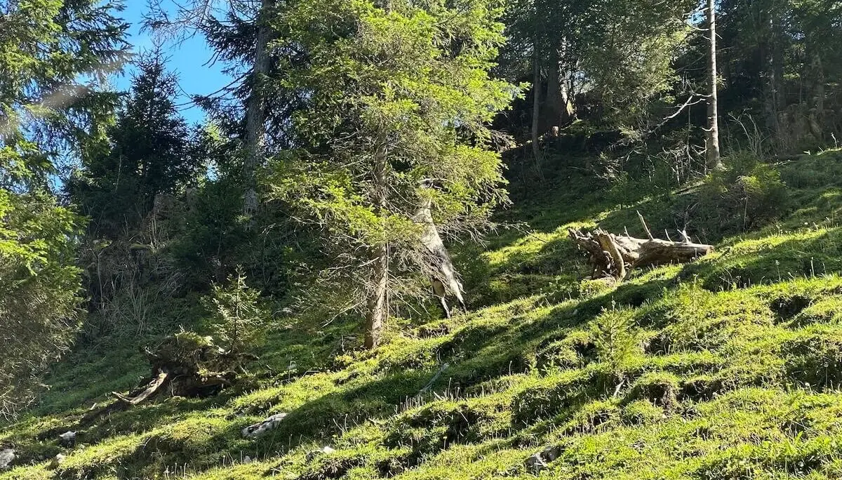 Jahreszeitenwanderung Sommer Taubensee 2024 August | © DAV Markt Schwaben | Foto Elke Kressirer