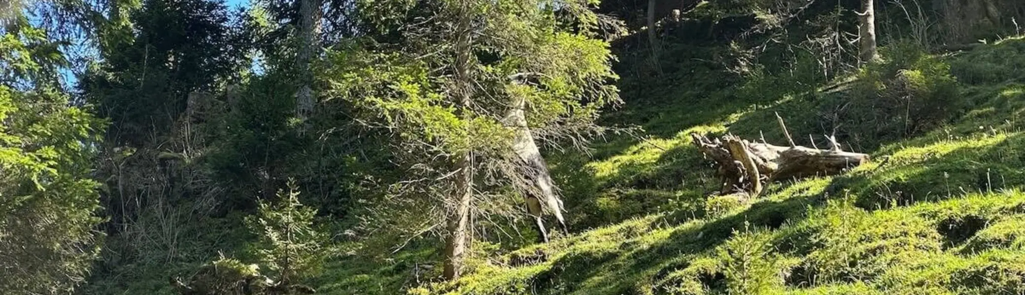 Jahreszeitenwanderung Sommer Taubensee 2024 August | © DAV Markt Schwaben | Foto Elke Kressirer