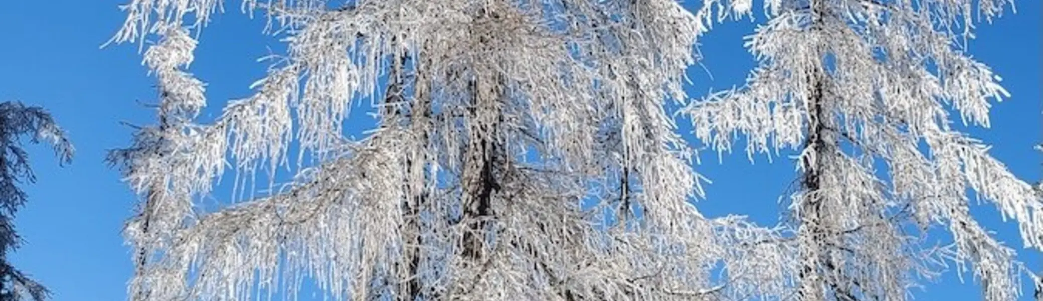 Gipfeglatscha Skitour 2024 Januar | © DAV Markt Schwaben | Foto Walter Kressirer