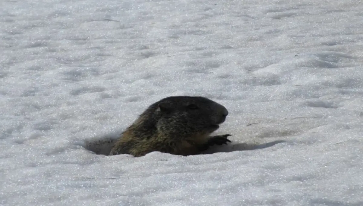 Skihochtour Großvenediger April 2024 - Murmeltier | © DAV Markt Schwaben | Foto Michael Huber