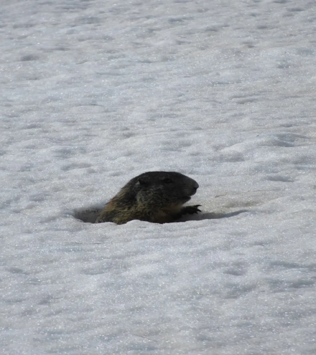 Skihochtour Großvenediger April 2024 - Murmeltier | © DAV Markt Schwaben | Foto Michael Huber