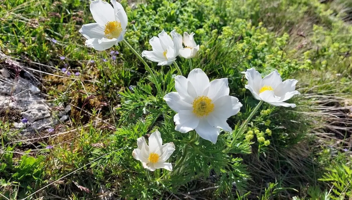 Wetterstein 3 Tage Juni 2024 | © DAV Markt Schwaben | Foto Lutz Gründel