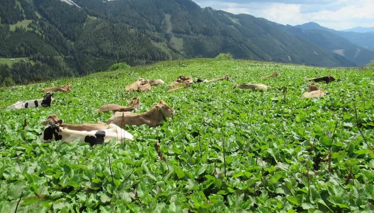 Bergtour in der Steiermark im Hochschwabgebirge - Juli 2024 | © DAV Markt Schwaben | Foto Michael Huber