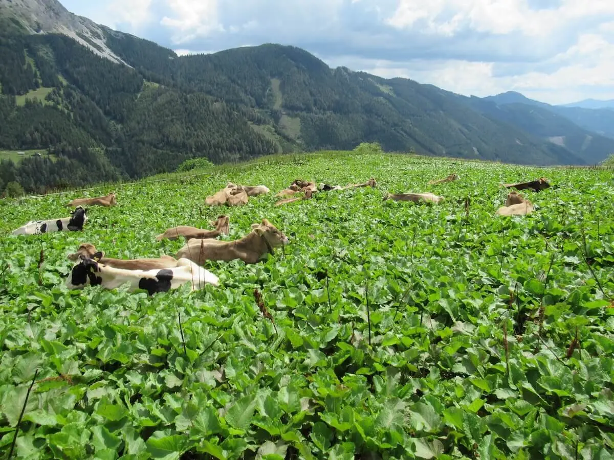 Bergtour in der Steiermark im Hochschwabgebirge - Juli 2024 | © DAV Markt Schwaben | Foto Michael Huber