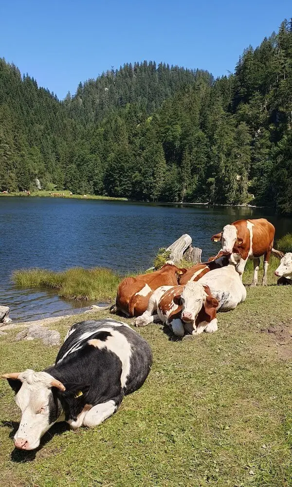 Jahreszeitenwanderung Sommer Taubensee 2024 August | © DAV Markt Schwaben | Foto Anna Maria Blau