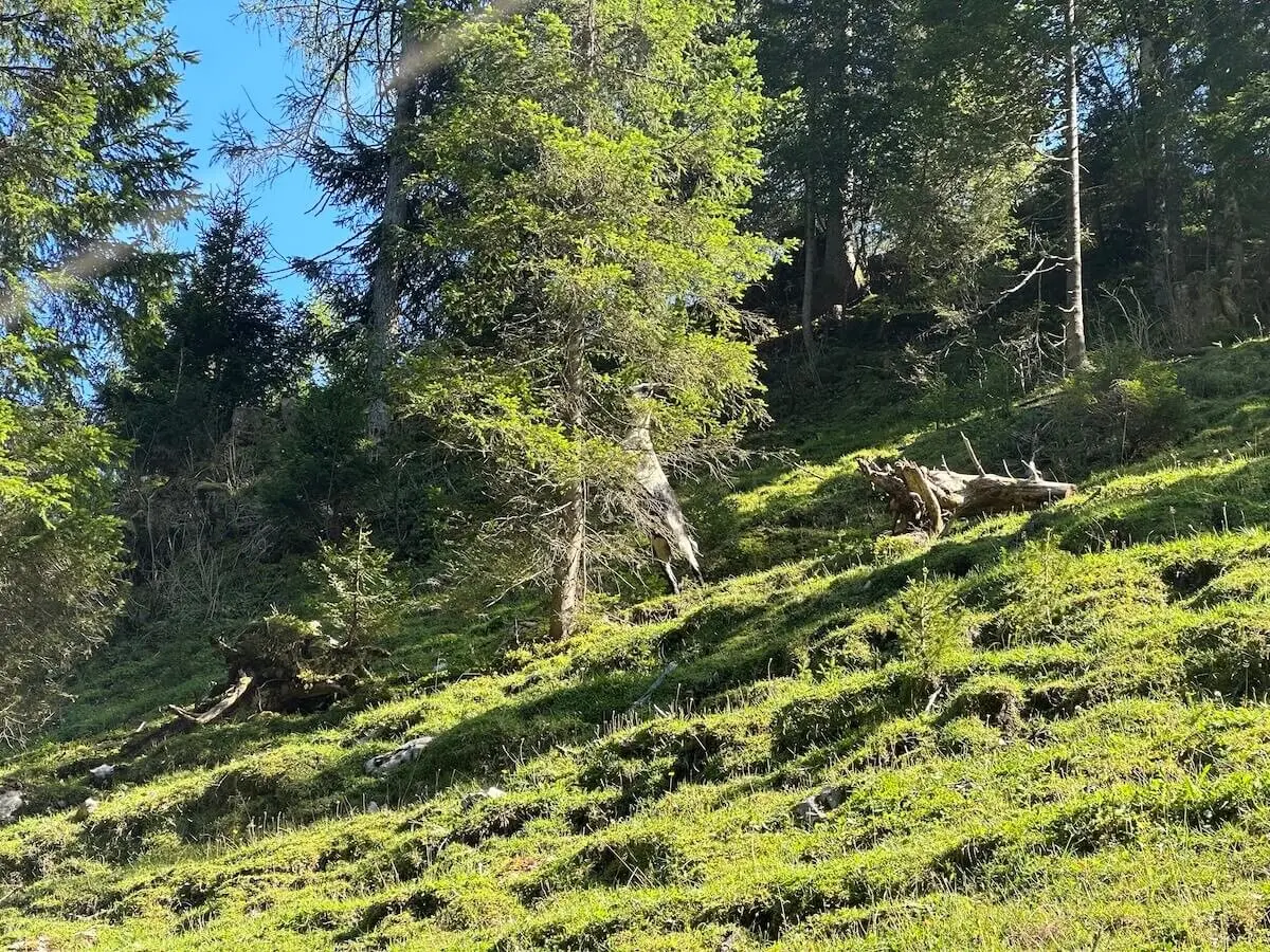 Jahreszeitenwanderung Sommer Taubensee 2024 August | © DAV Markt Schwaben | Foto Elke Kressirer
