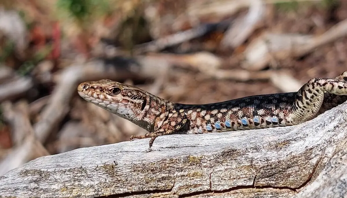 Bergsteigen Pyrenäen 22.Aug - 03. Sep.2024 | © DAV Markt Schwaben | Foto Lutz Gründel