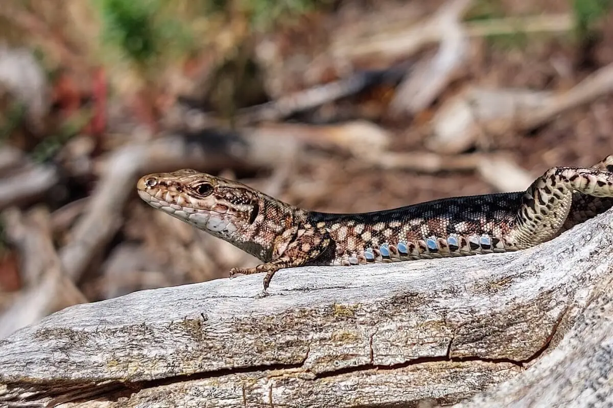 Bergsteigen Pyrenäen 22.Aug - 03. Sep.2024 | © DAV Markt Schwaben | Foto Lutz Gründel