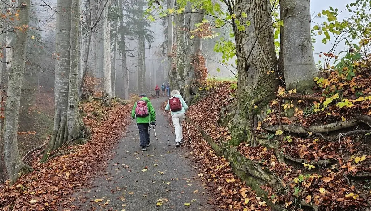 Wanderung November 2024 -Auf dem geteerten Fahrweg zur Schwarzenbergalm | © DAV Markt Schwaben | Foto Hubert Inhofer