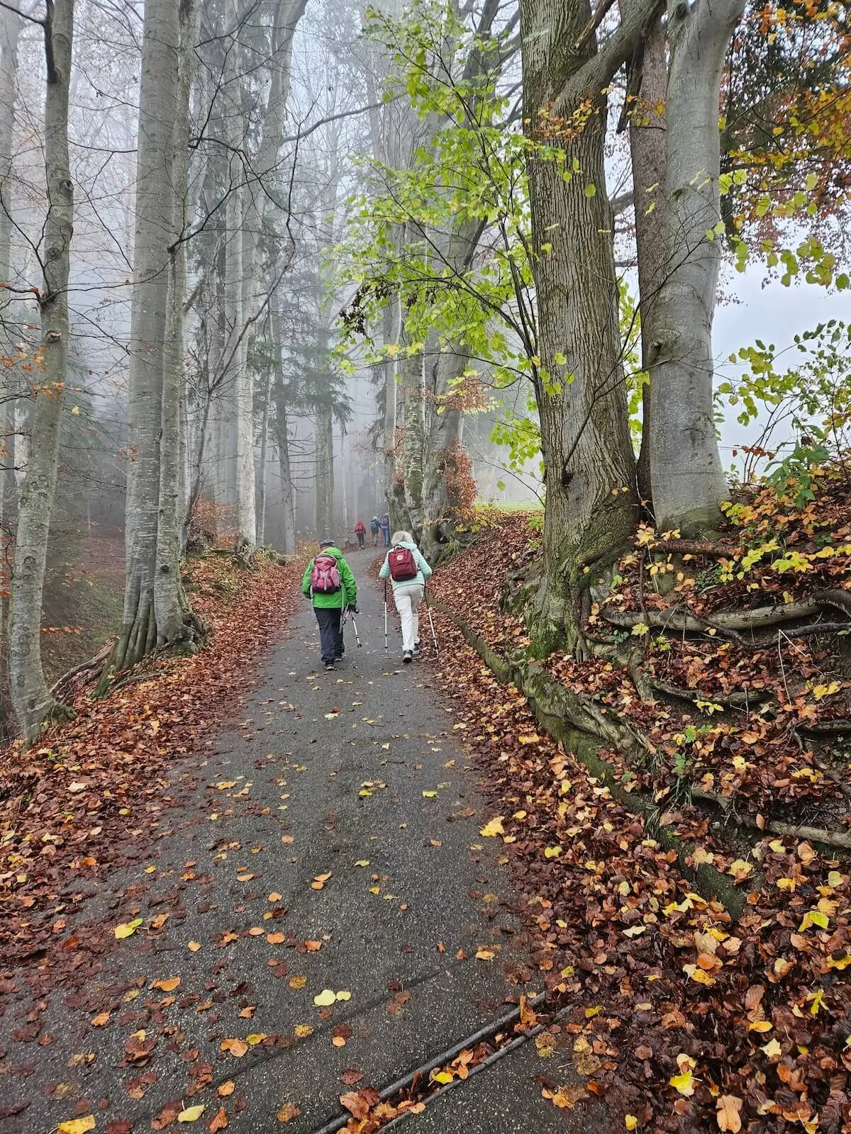 Wanderung November 2024 -Auf dem geteerten Fahrweg zur Schwarzenbergalm | © DAV Markt Schwaben | Foto Hubert Inhofer