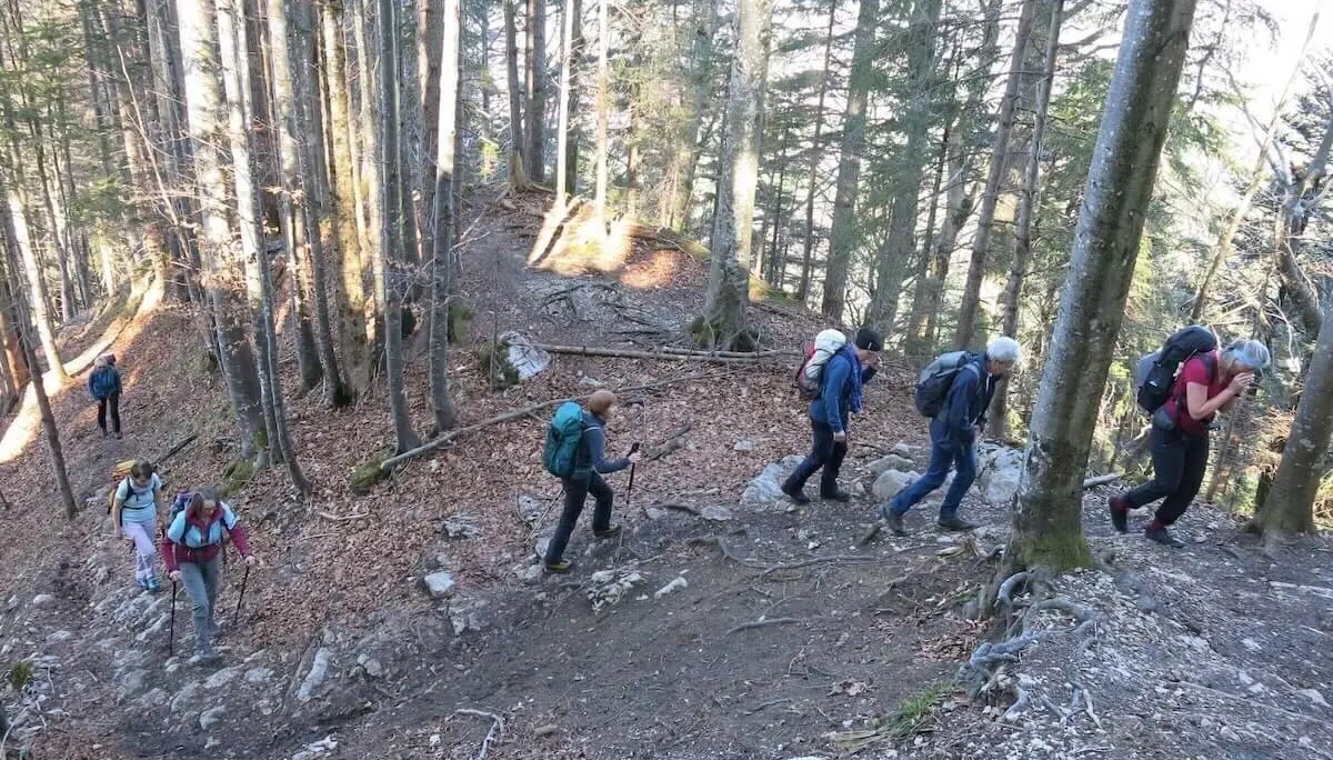 Wandergruppe auf einem steilen Waldpfad, umgeben von hohen Bäumen. Sonnenlicht bricht durch die Äste und taucht den Weg in ein warmes Licht. | © DAV Markt Schwaben | Foto Erwin Matzinger