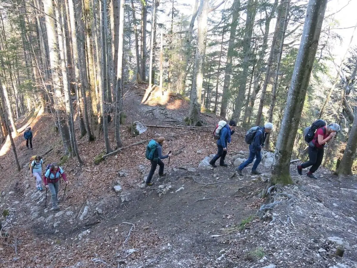 Wandergruppe auf einem steilen Waldpfad, umgeben von hohen Bäumen. Sonnenlicht bricht durch die Äste und taucht den Weg in ein warmes Licht. | © DAV Markt Schwaben | Foto Erwin Matzinger