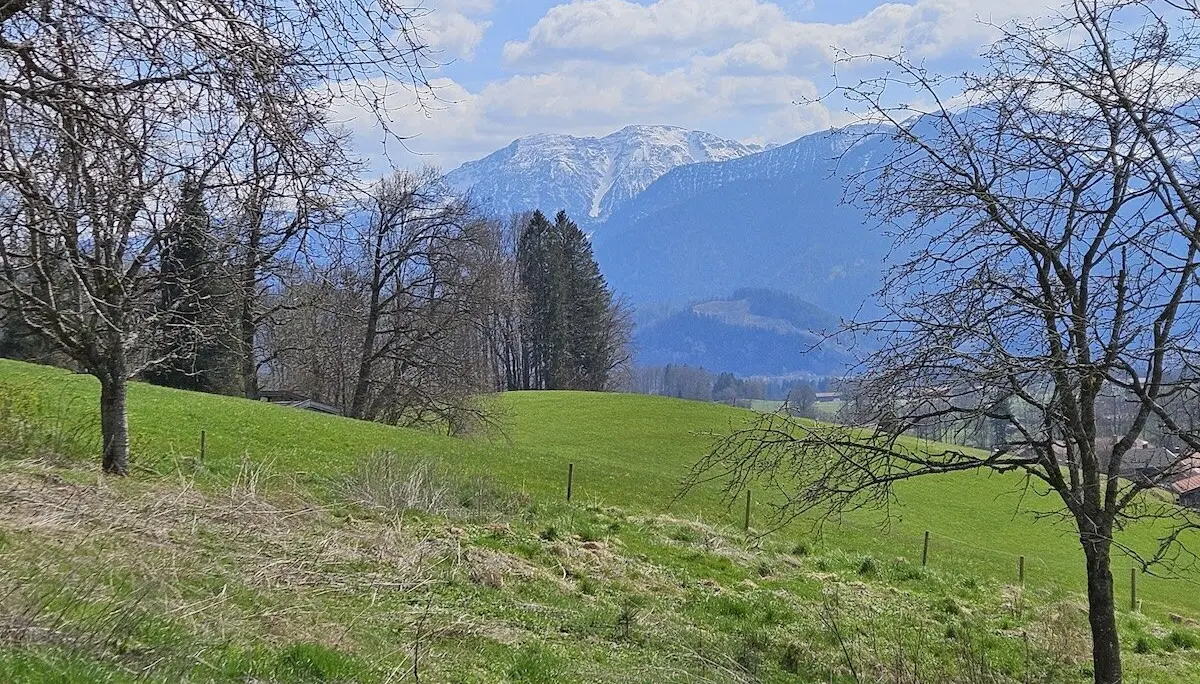 Wiese mit einzelnen Bäumen, teilweise trockenem Gras und schneebedeckten Bergen im Hintergrund unter einem teilweise bewölkten Himmel. Eine ruhige Landschaft mit natürlichem Kontrast zwischen Grün und Weiß. | © DAV Markt Schwaben | Foto Hubert Inhofer