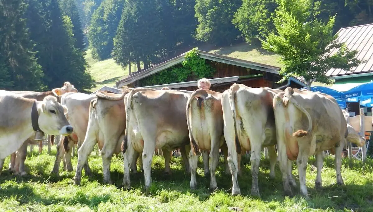Mehrere braune Kühe stehen auf einer Wiese vor Holzhütten und Wald, im Sonnenlicht einer Allgäuer Berglandschaft. | © DAV Markt Schwaben
