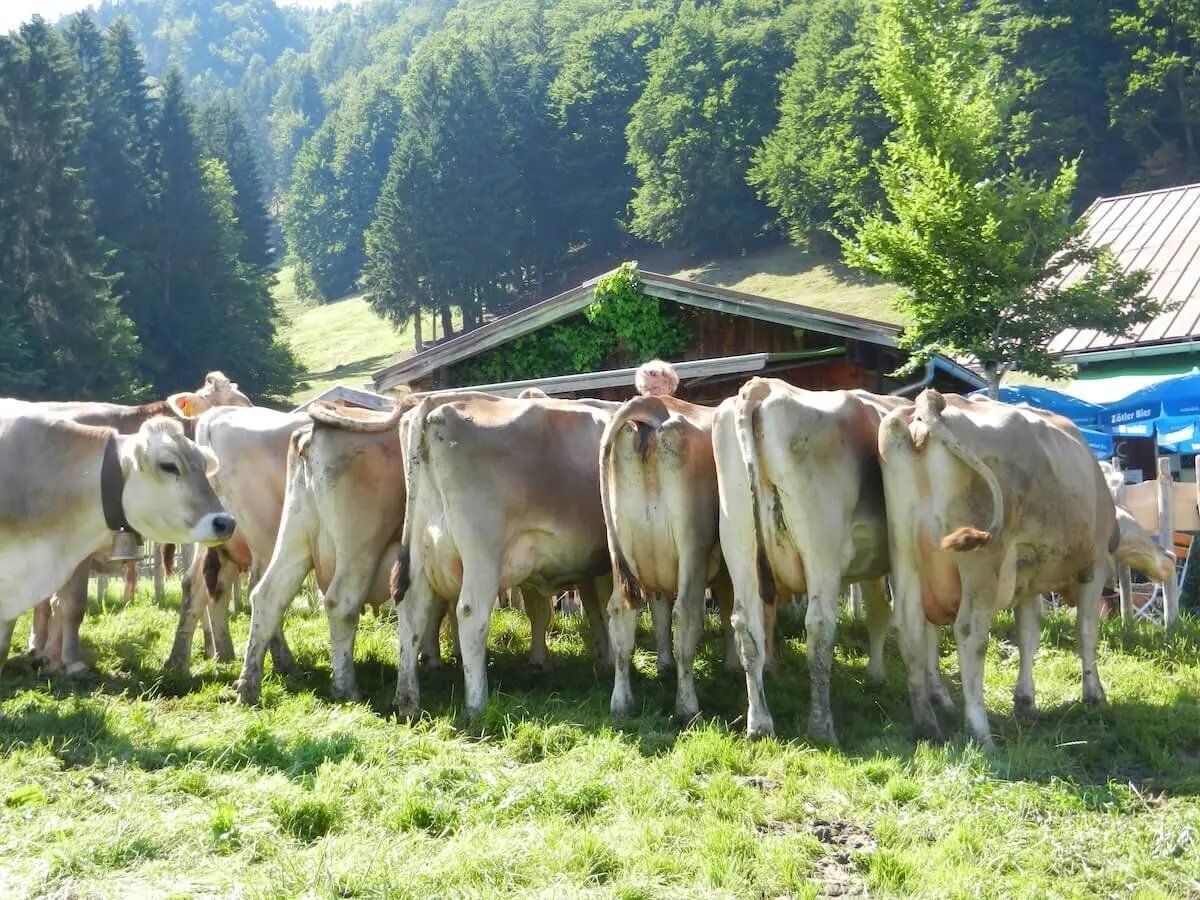Mehrere braune Kühe stehen auf einer Wiese vor Holzhütten und Wald, im Sonnenlicht einer Allgäuer Berglandschaft. | © DAV Markt Schwaben