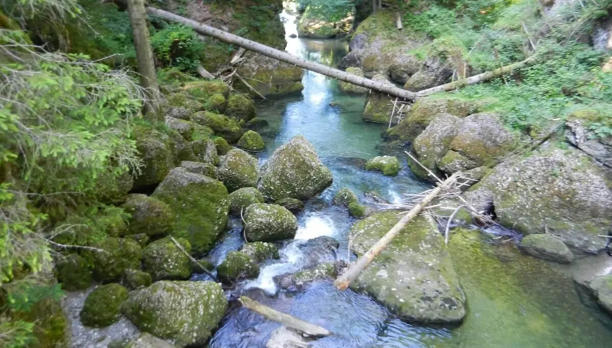 Ein klarer Bach fließt durch moosbedeckte Felsen und umgestürzte Bäume im Haldertobel, umgeben von dichtem Wald und Schluchtwänden. | © DAV Markt Schwaben