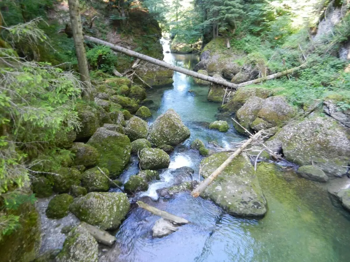 Ein klarer Bach fließt durch moosbedeckte Felsen und umgestürzte Bäume im Haldertobel, umgeben von dichtem Wald und Schluchtwänden. | © DAV Markt Schwaben