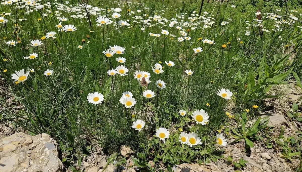 Weiße Margeriten und Wildblumen blühen auf einer Wiese mit Felsen und Gras – ein friedvoller Moment in der Allgäuer Natur. | © DAV Markt Schwaben