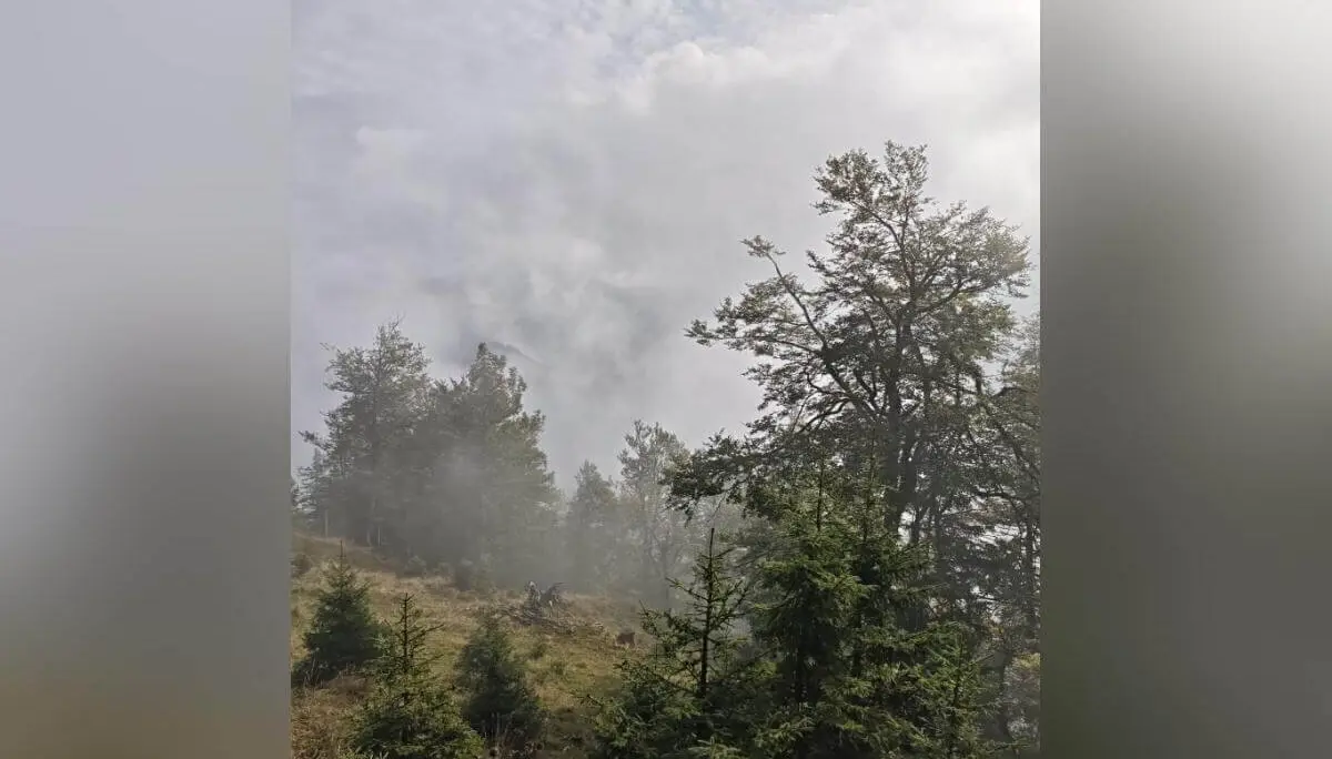 Nebelschwaden steigen zwischen Nadel- und Laubbäumen auf; im Hintergrund grasiger Hang und Wolkenhimmel. | © DAV Markt Schwaben | Foto Helga Peters