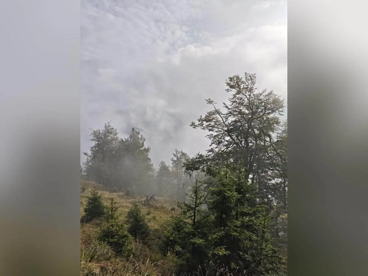 Nebelschwaden steigen zwischen Nadel- und Laubbäumen auf; im Hintergrund grasiger Hang und Wolkenhimmel. | © DAV Markt Schwaben | Foto Helga Peters